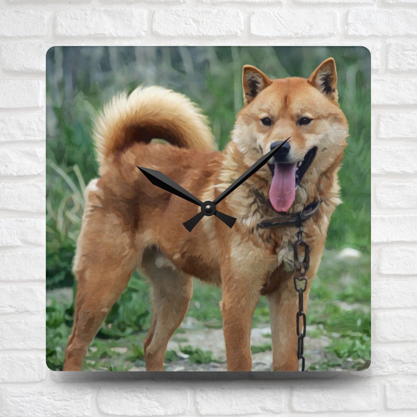 Korean Jindo Dog Wall Clock | 10.75” Acrylic Loyal Dog Breed Décor