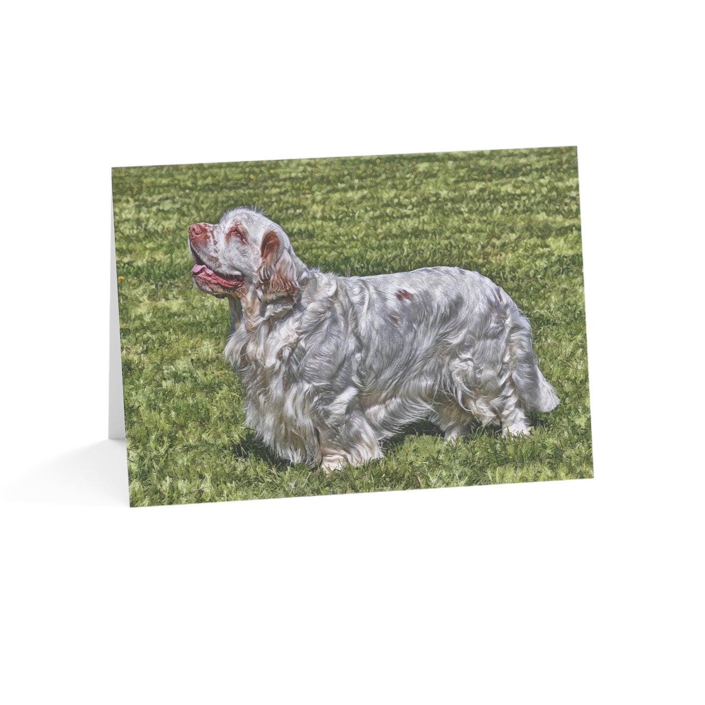 Clumber Spaniel Greeting Cards – Watercolor Dog Art Note Card Set with Envelopes