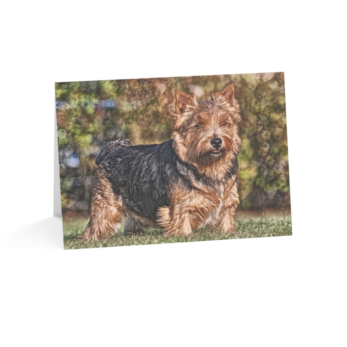 Norwich Terrier Greeting Cards – Playful Dog Lover Gift – Watercolor Norwich Terrier Art (Set of 10, 30, or 50)
