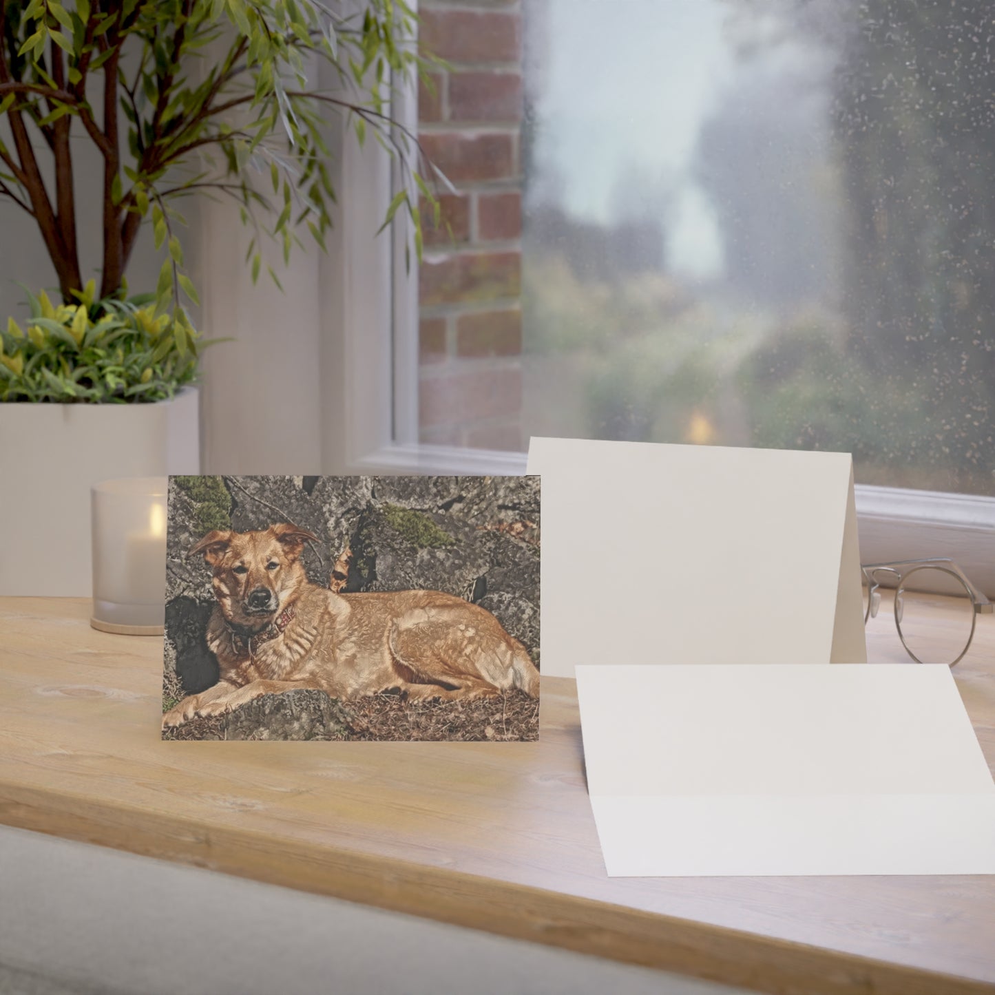 Chinook Greeting Cards | Dog Lover Gift | Blank Card Set with Rare Breed Chinook Art