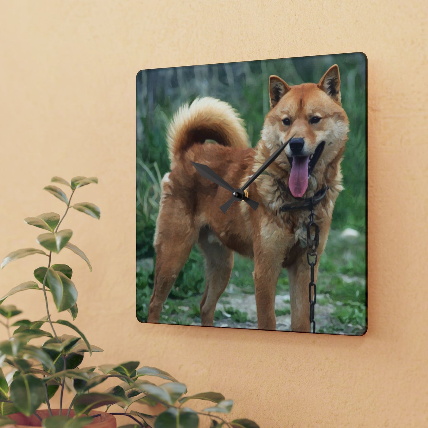 Korean Jindo Dog Wall Clock | 10.75” Acrylic Loyal Dog Breed Décor