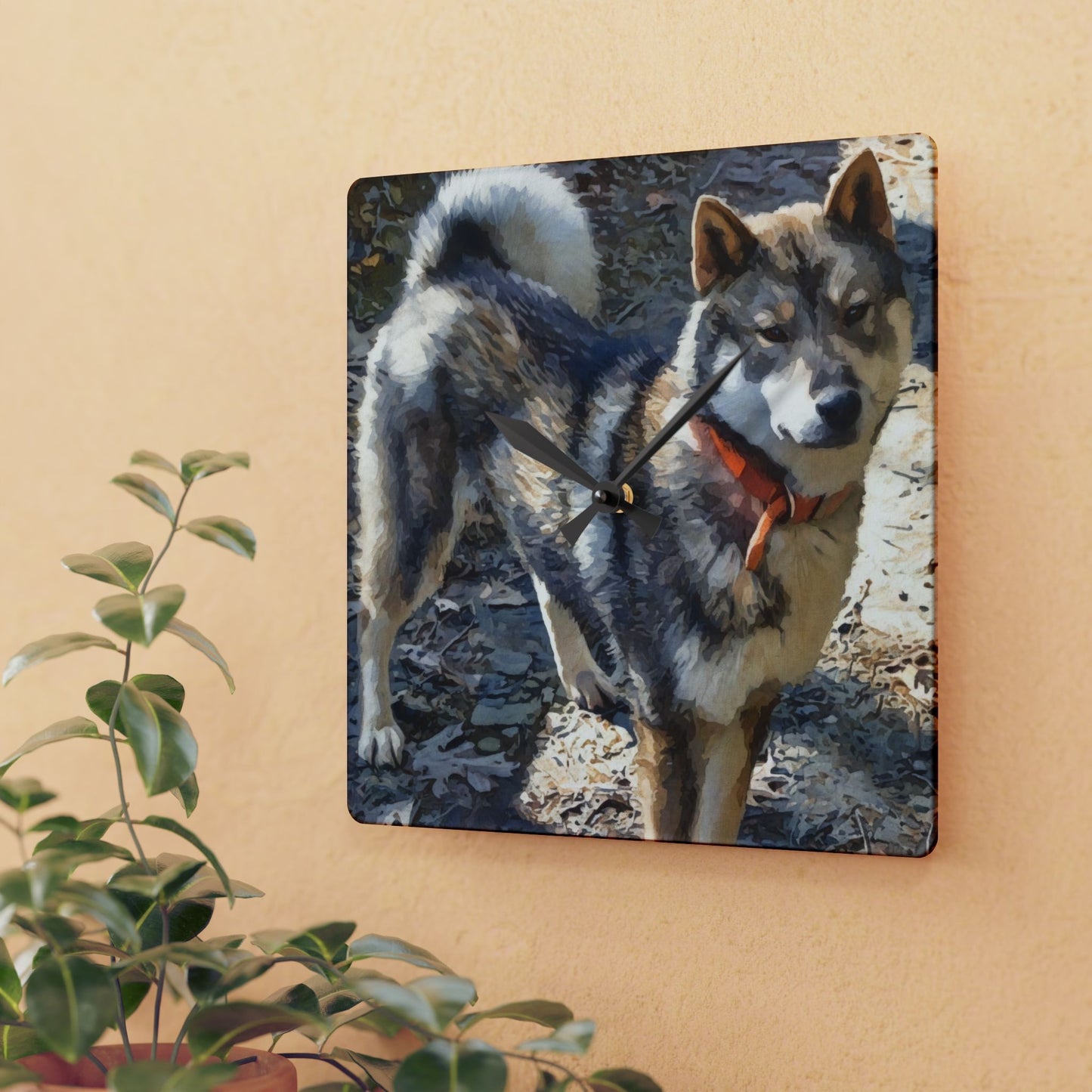 Shikoku Wall Clock – Rare Japanese Dog Lover Gift – Watercolor Shikoku Art