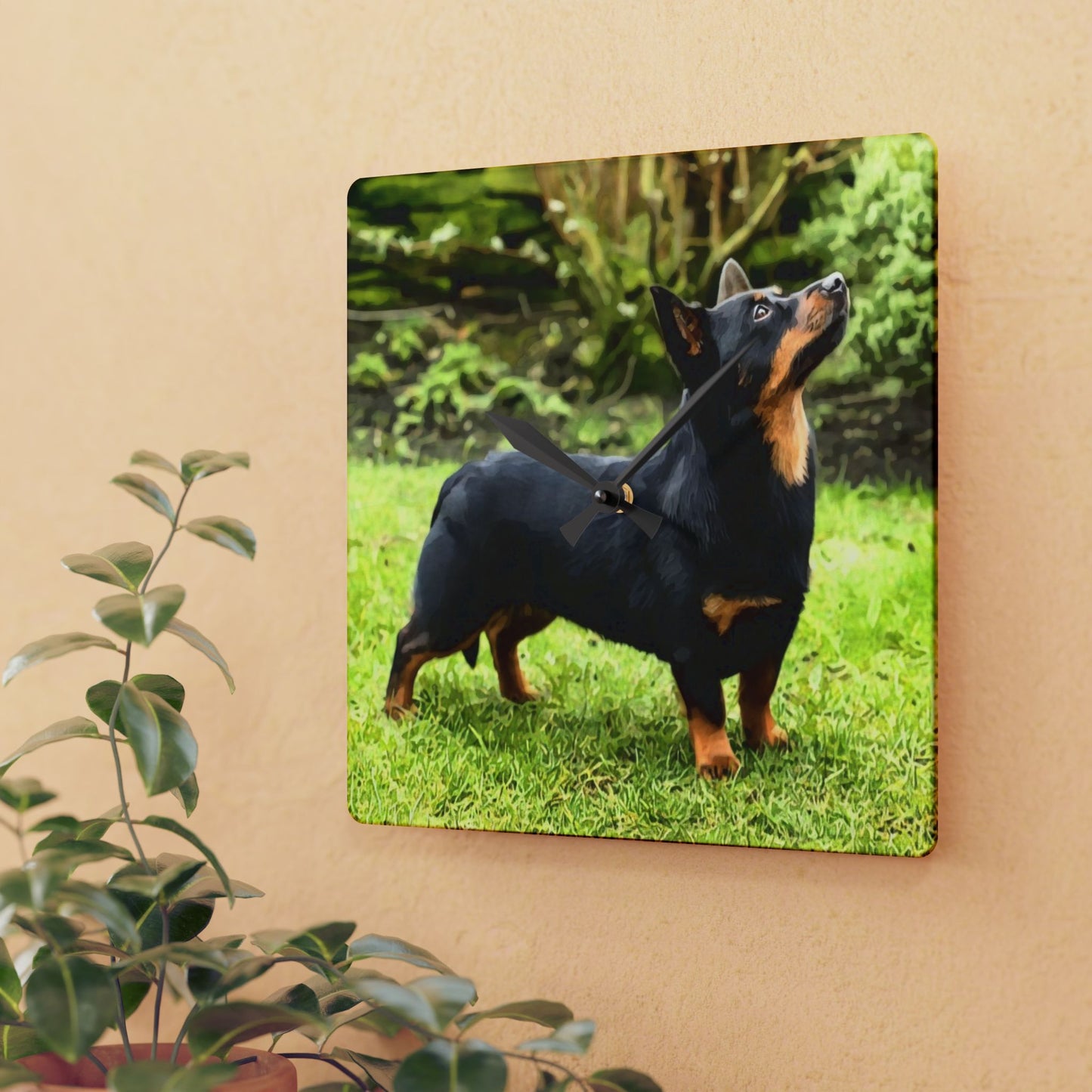Lancashire Heeler Wall Clock | 10.75” Acrylic Rare Breed Dog Décor