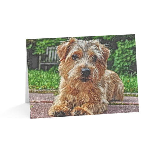 Norfolk Terrier Greeting Cards – Adorable Dog Lover Gift – Watercolor Norfolk Terrier Art (Set of 10, 30, or 50)