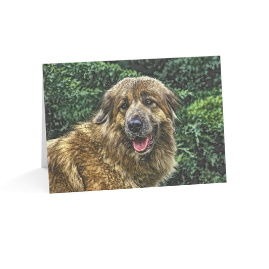 Estrela Mountain Dog Greeting Cards – 5x7 Dog Breed Notecards – Set of 10, 30 or 50 with Envelopes