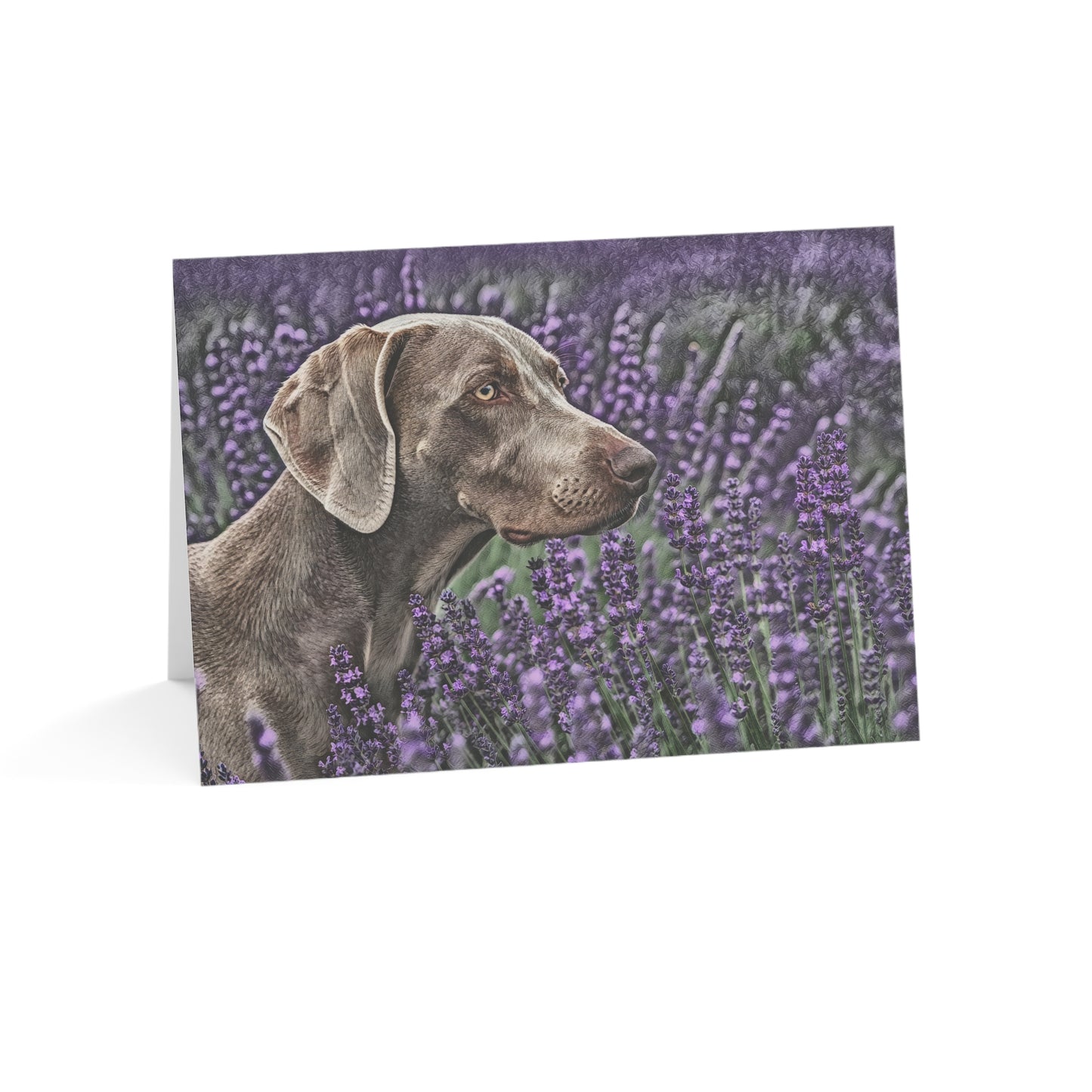 Weimaraner Greeting Cards – Elegant Dog Lover Gift – Sleek Sporting Breed Design