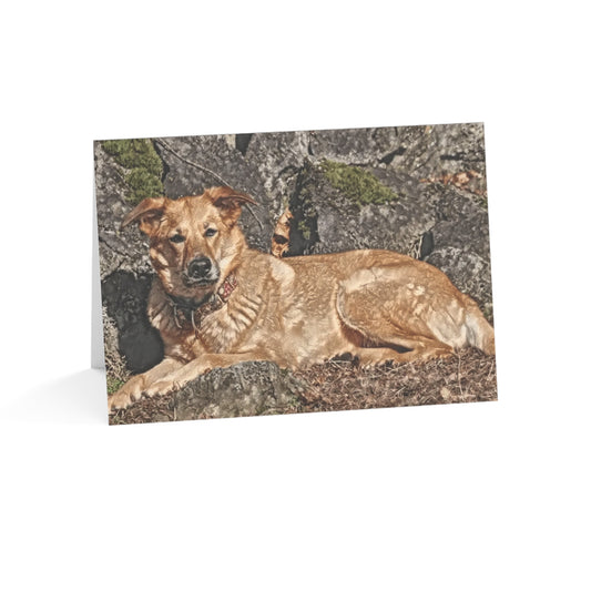 Chinook Greeting Cards | Dog Lover Gift | Blank Card Set with Rare Breed Chinook Art