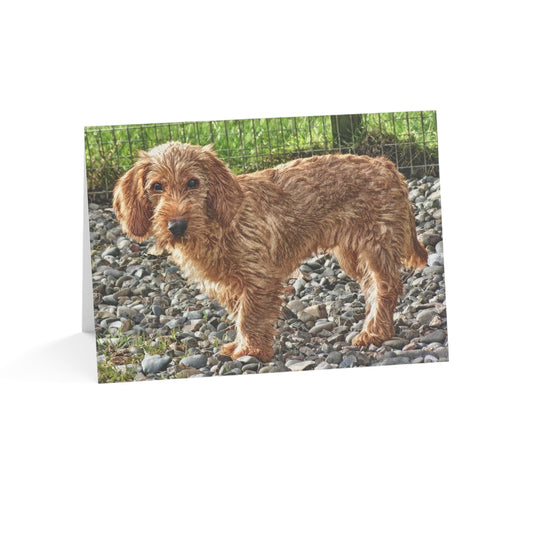 Basset Fauve de Bretagne Greeting Cards | Dog Lover Stationery Set | 5x7 Dog Breed Cards | 10, 30, 50 Pack