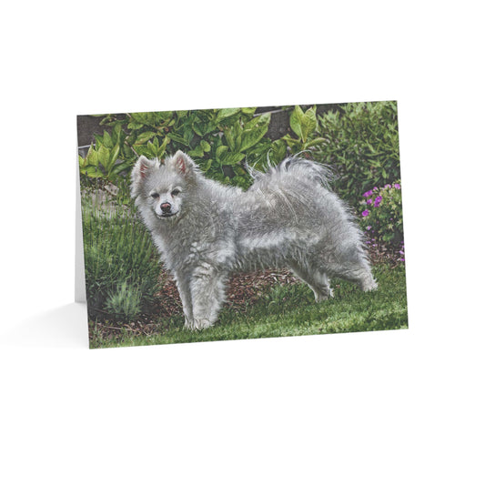 American Eskimo Dog Greeting Cards | Set of 10, 30, or 50 | Oil Painting Dog Art with Envelopes